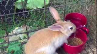 Cute flemish bunny rabbits: mom & 3 small bunnies by AnimalsReview 57,281 views 9 years ago 1 minute, 2 seconds