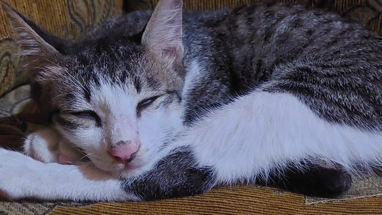 Hamzah Afitri sedang live sekarang! Mochi #cat 