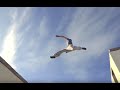 The World's Best Parkour and Freerunning 2015