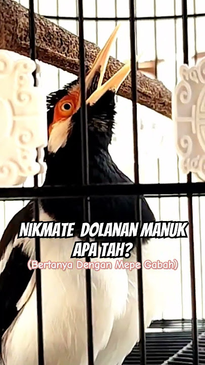 10 Detik Jalak Suren Auto Nyaut #burung #kicaumania #kicaumanianusantara #burungkicau  #jalak