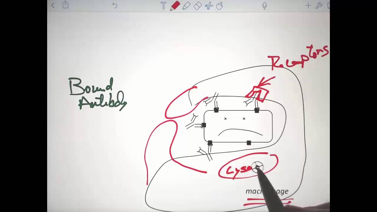 Immune System T Cell and B Cell PART 2 - YouTube