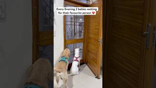Waiting for their favourite person ❤️🧿 #dogshorts #shortsfeed #shorts #labrador #like #subscribe