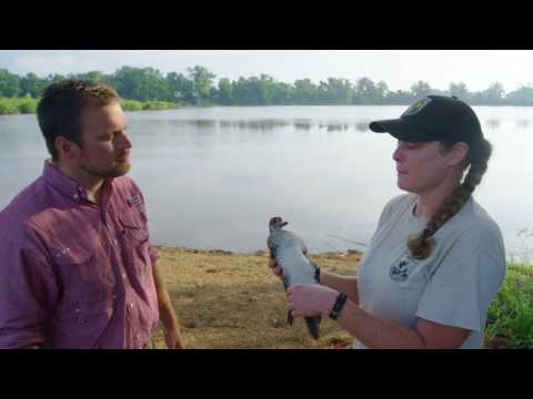 Backyard Bayou - Red River Wildlife Refuge