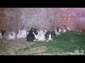 عايز الأرانب تنتج معاك فى الصيف شوف الفيديو ده