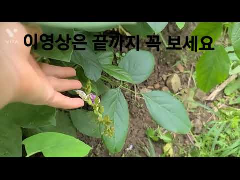 이영상 반드시 보시고질병 중에 70%는 <strong>내가</strong> 고치고 관리하자 지금도 무궁무진한 효능이 <strong>발견</strong> 중