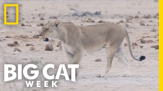 A Lioness on the Hunt | Big Cat Week