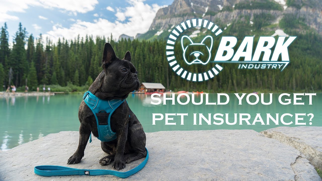 Should you get Pet Insurance? YouTube