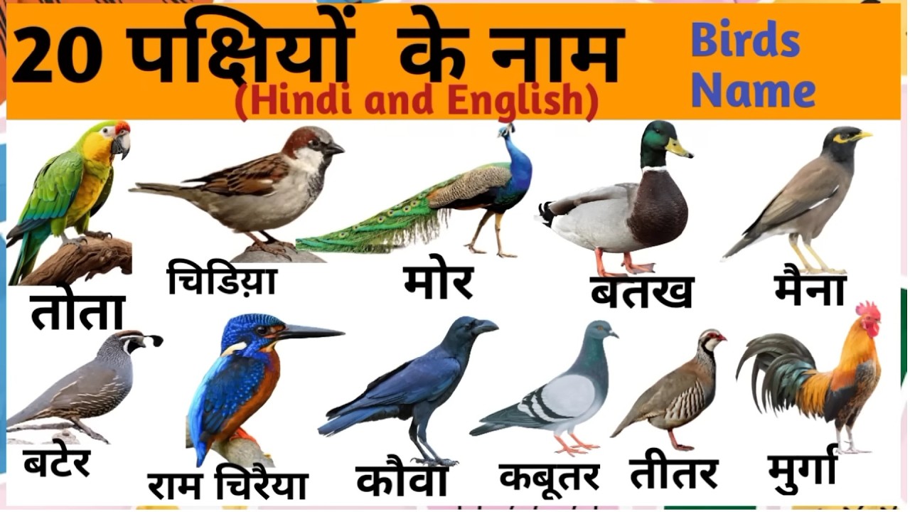 20 Birds Name in Hindi | पक्षियों के नाम हिंदी में | Birds Name for Kids Learning Video#birds