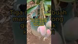 Download Lagu 3 Keistimewaan mangga gedong gincu yang tidak ada pada buah lain MP3