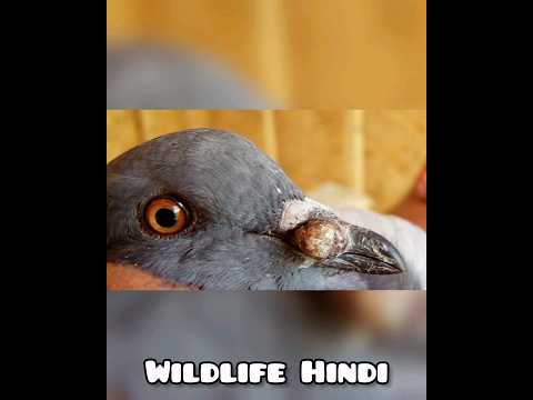 वीडियो: क्या कबूतर कबूतरों को मारते हैं?