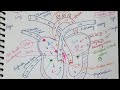 Human heart structure and function #bodyfluidsandcirculation#humancirculatorysystem#class11biology