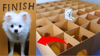 Snowball Dog Hugo Hamster And Corn Kittens Running In Castle Maze