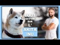Race de chien Akita Inu : caractère, dressage, comportement, santé de ce chien de race...