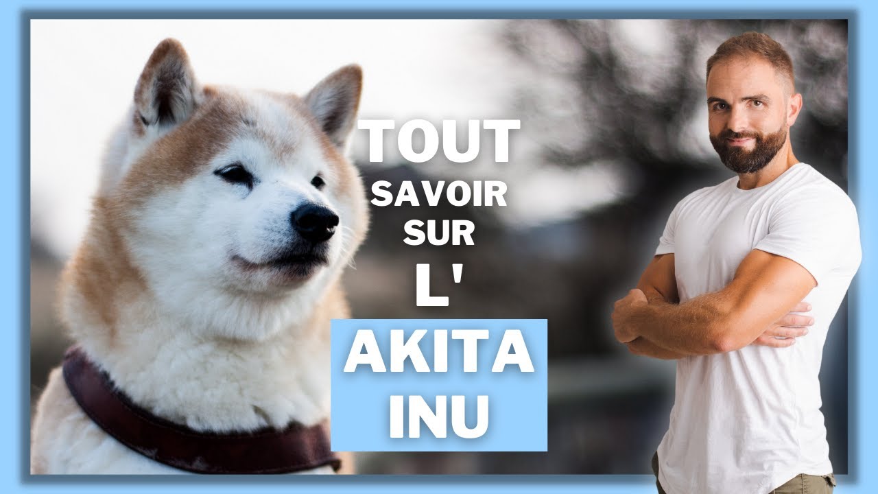 Akita Inu