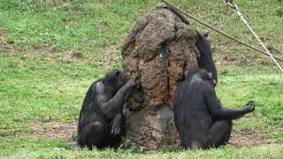 일본 타마동물공원의 침팬지 多摩動物公園のチンパンジー The chimpanzee of the Japan Tama Zoological Park