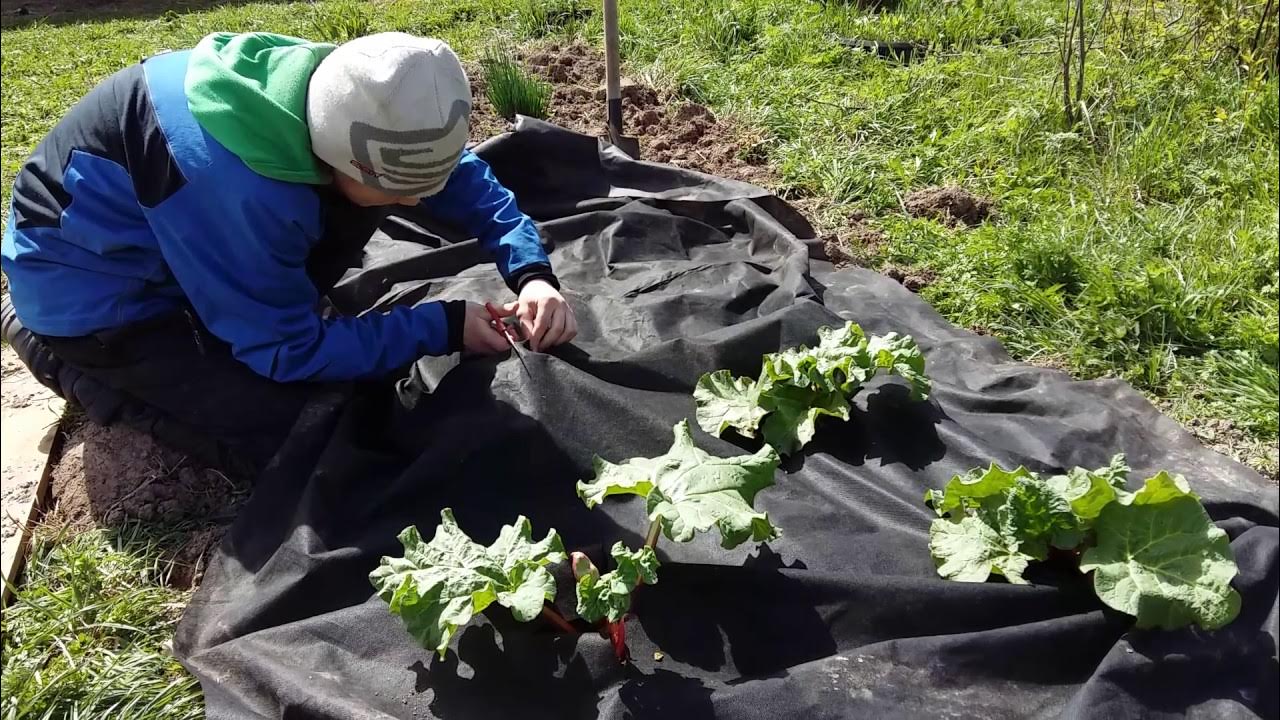 Чем укрыть сорняки. Убираем сорняки в огороде. Полоть грядки. Огород без сорняков. Химические методы борьбы с сорняками.