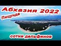 СОТНИ ДЕЛЬФИНОВ! #АБХАЗИЯ 2022 - ПИЦУНДА - РАЙСКОЕ МЕСТО НА ЧЁРНОМ МОРЕ