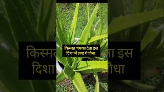 आपकी किस्मत चमका सकता है इस दिशा में लगा ये पौधा shortvideo organic garden viral yt trending