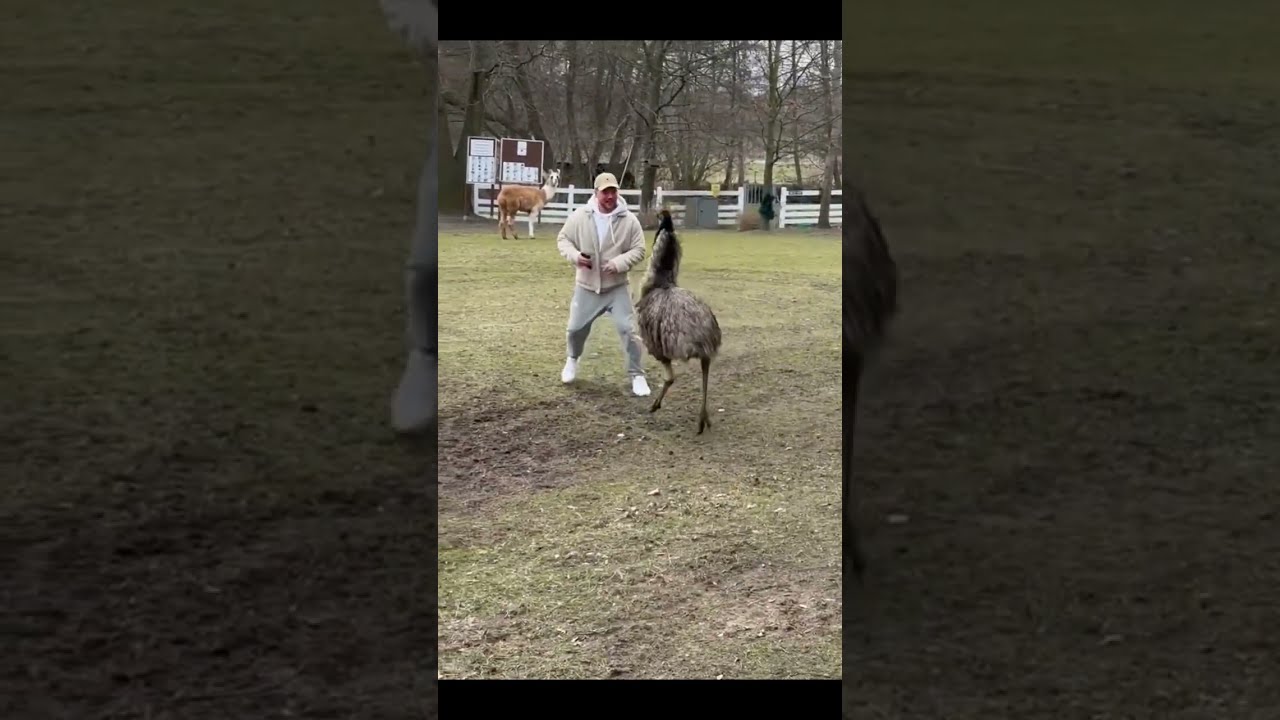 Emu Chasing A Man Viral Video Shorts