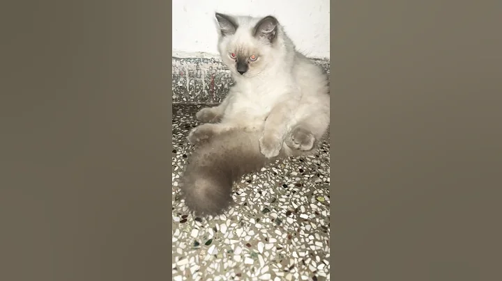 Watch the video about Cleaning #coco #love #cat #himalayancat #funny #shorts #ytshorts