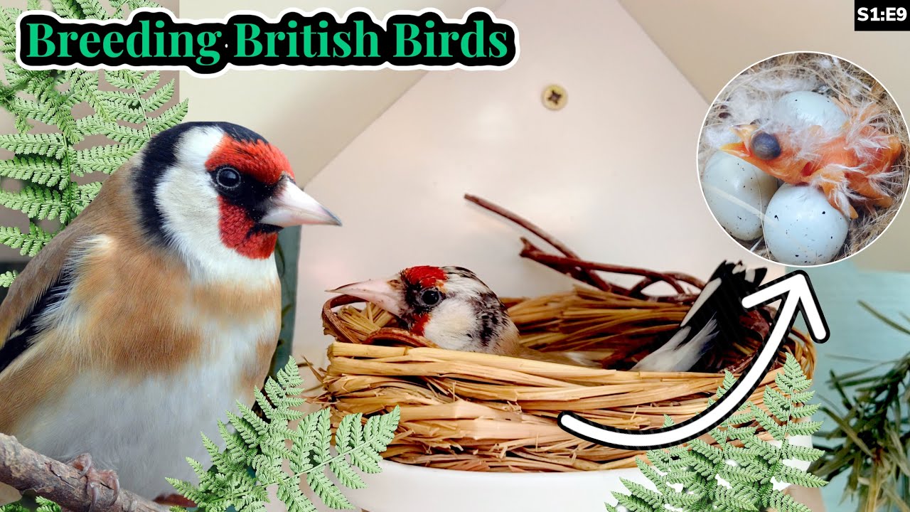 Goldfinch Major breeding season 2022