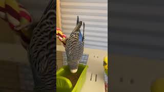 Morning parakeet routine