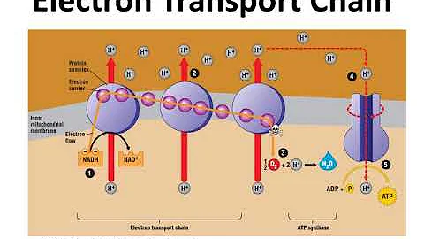Lab 9   Cellular Respiration F2020