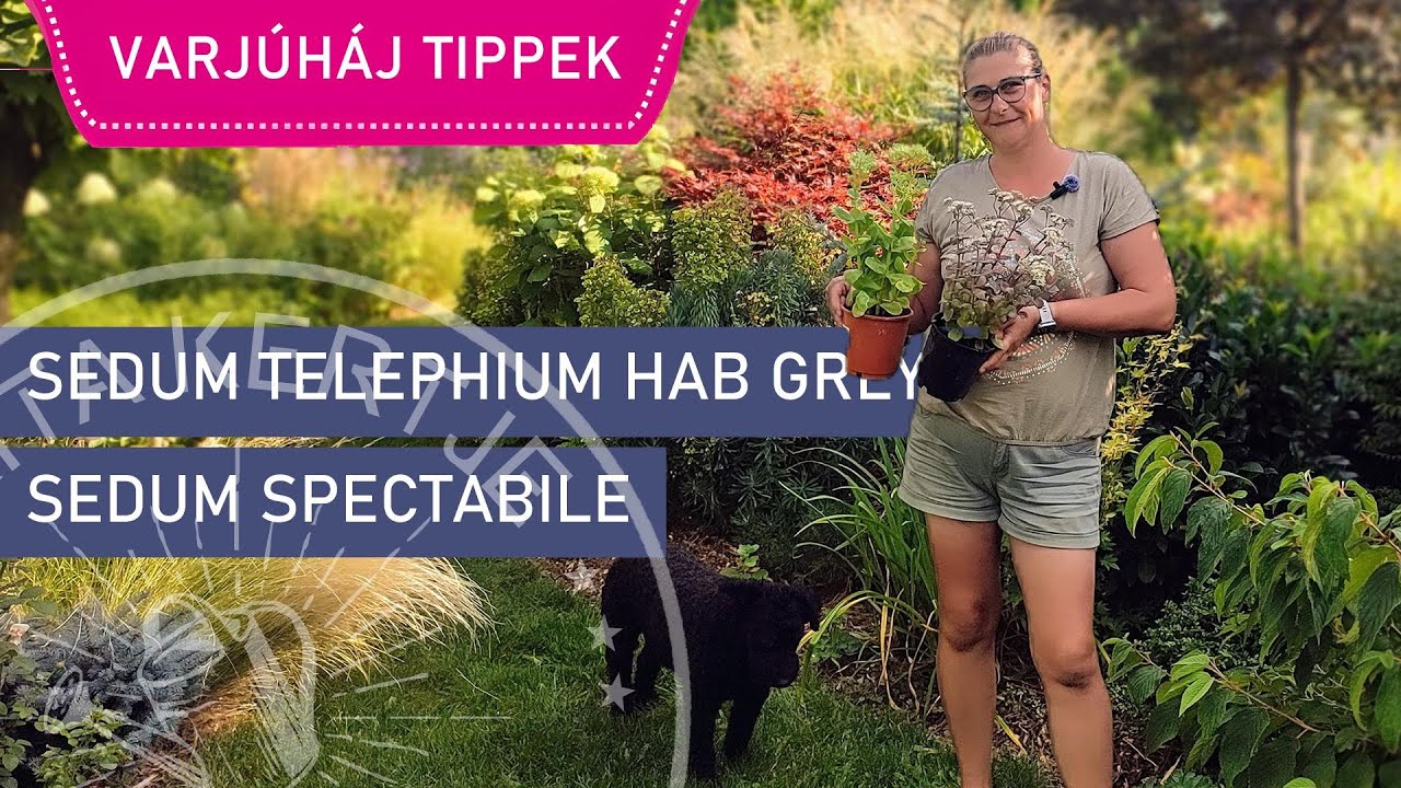 Varjúháj (Sedum) METSZÉSE Gondozása és Szaporítása 🌸 