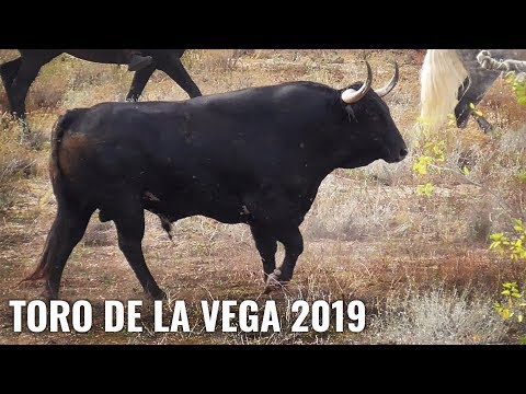 Tordesillas 2019 Toro De La Vega