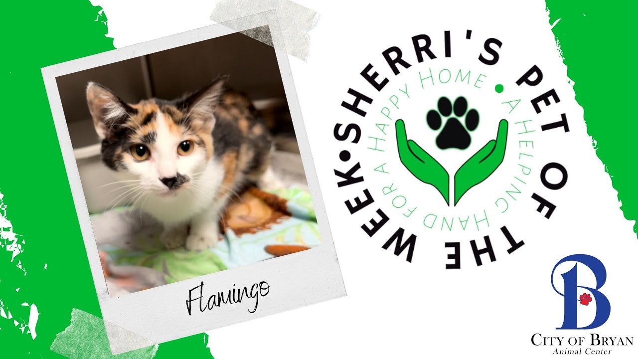 Pet of the Week: Flamingo❤