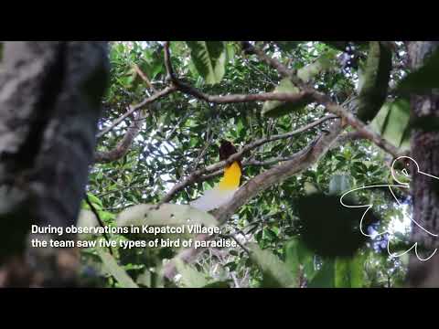 Bird of Paradise in Raja Ampat - Life Music by Suara Alam Nusantara