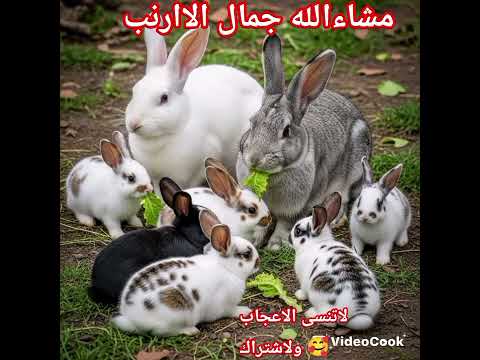 مشاءالله جمال الاارنب لاتنسى الاعجاب ولاشتراك