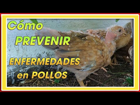 Video: Pollos De Engorde: Enfermedades Y Su Prevención