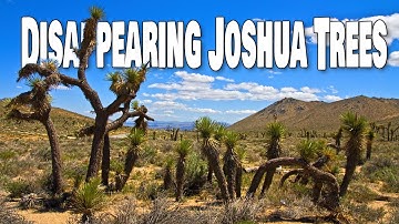 Why Joshua Trees are Disappearing?