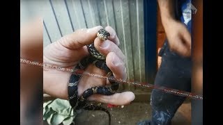 20 ядовитых змей изъяли из московской квартиры! 20 ядовитых змей изъяли из московской квартиры!