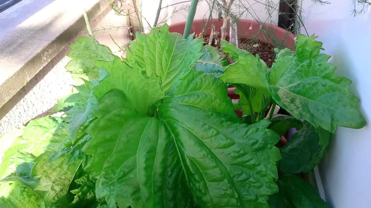 家庭菜園 大葉プランター栽培 摘心時期 Youtube