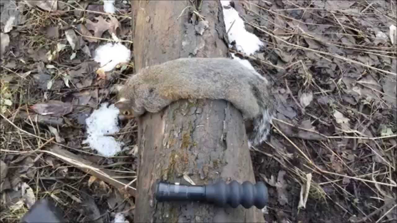 Gray Squirrel Hunting Model 60 .22LR Atterbury FWA Indiana YouTube