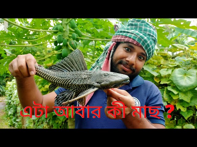 Helicopter Fish Catching 2022 | এই মাছ কী  খওয়া যায় ? class=