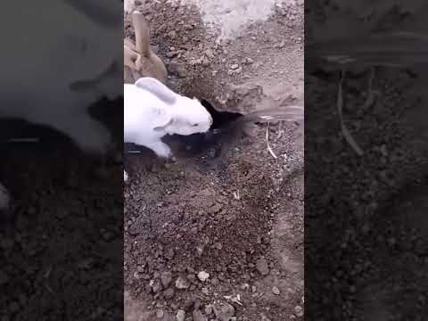 طريقة اخراج الارانب من الجحر
