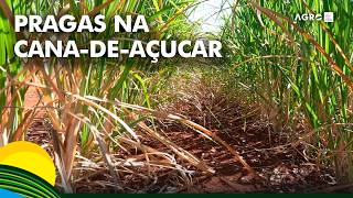 Agrofag Pelo Brasil Insectshow Debate Avanço De Pragas E Impactos Na Produção De Cana-De-Açúcar
