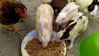 Foody Morning to My little pet world screenshot 4
