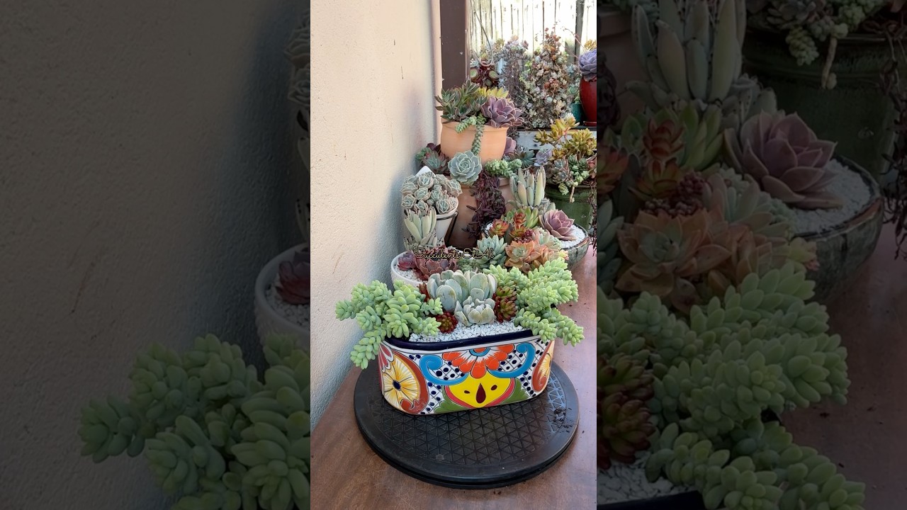 Easy DIY Succulent Project 🪴 