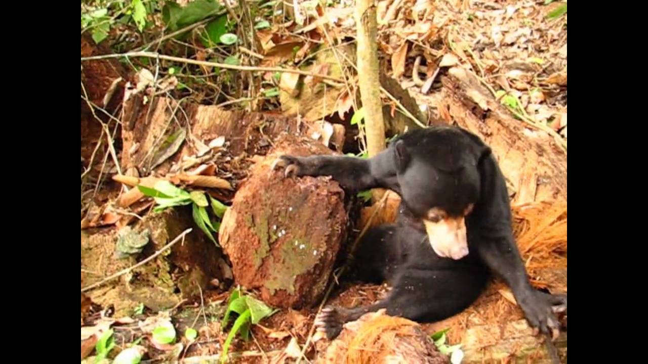 Sun Bear Diet | Suria the Sun Bear Feeding on Termites | BSBCC