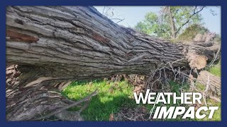 St. Louis woman is on a mission to restore Forest Park following tornado damage