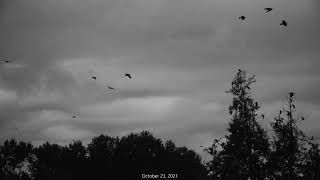 Bothell Crows, October 23 2021