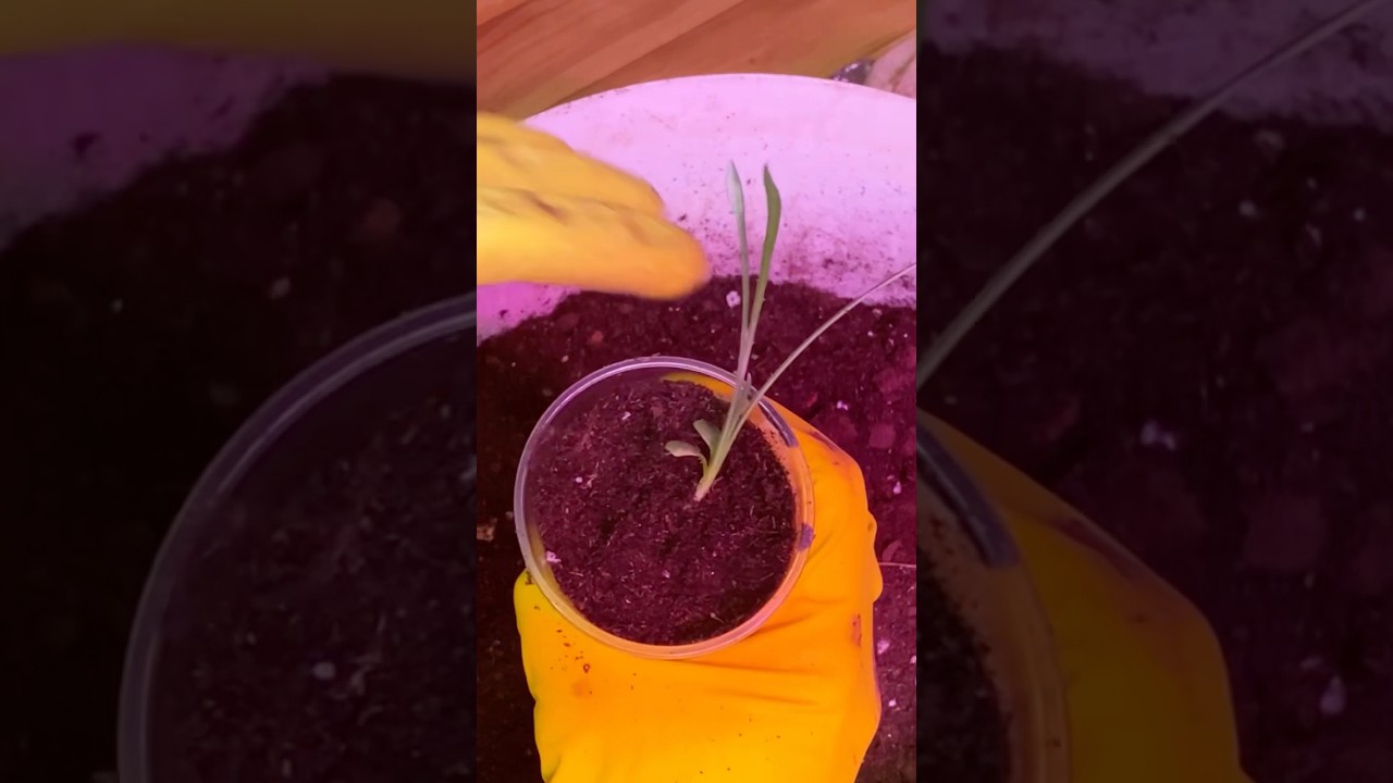 Забрать домой на зиму✅Газания