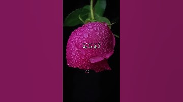 واتس اب قران كريم القارئ سعد الغامدي سورة (الإخلاص)