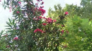 Houtaf Khoury Rhapsody For Flute And Piano - Oleg Koudriachov - Tatiana Primak Khoury