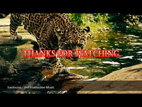 ポケモンおもちゃDecidueye Incineroar Primarina進化図セット|ストップモーション