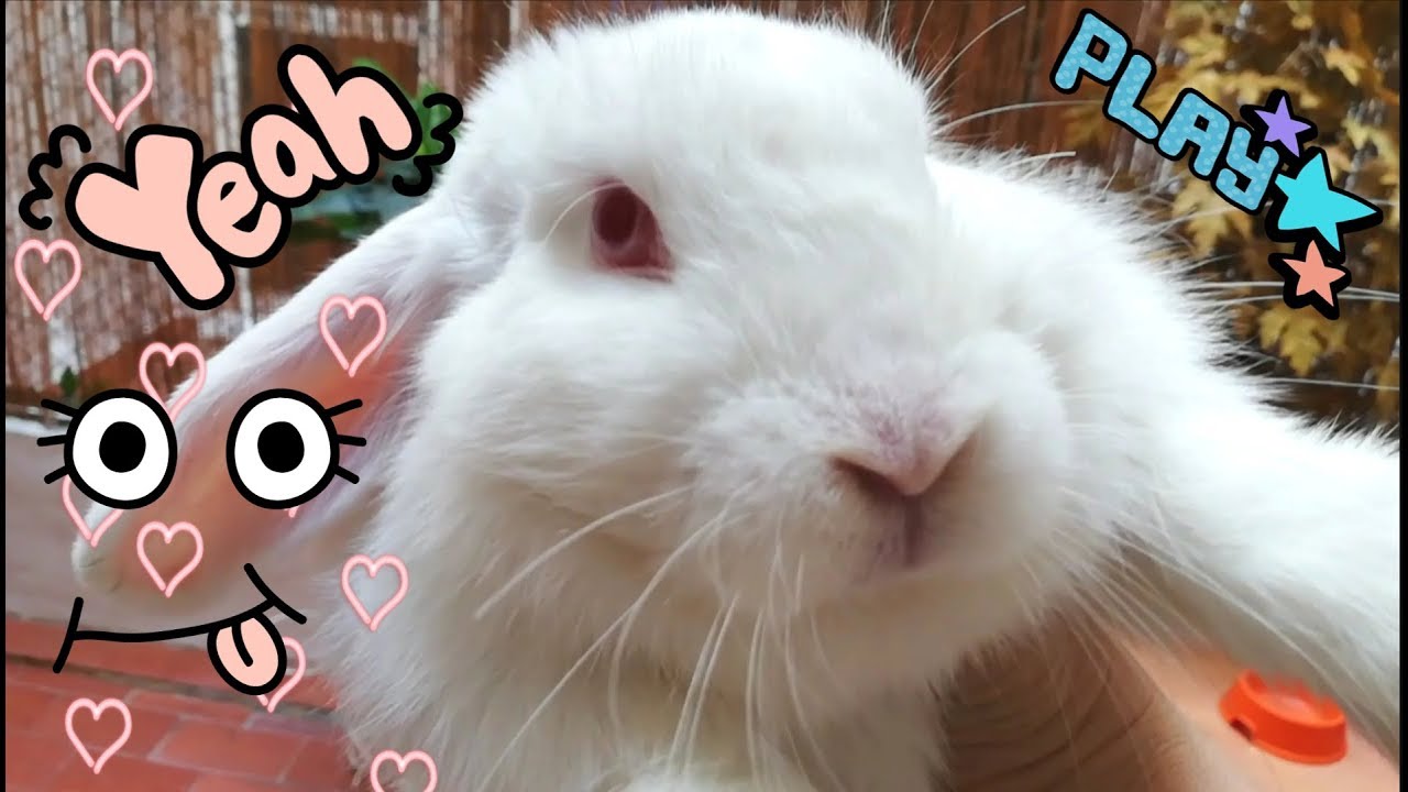 Mi coneja empezando el día! Cute baby bunny. Funny rabbit 😊😊😊 YouTube